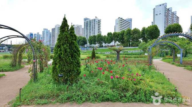 Discover the Beauty of Annyeoncheon - image 2