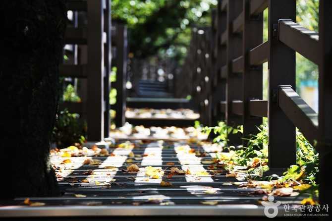 Discover Busan Gaegeum Cherry Blossom - image 4