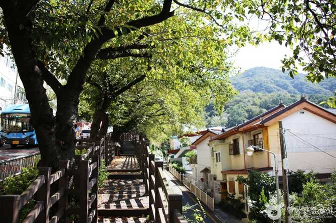 Discover Busan Gaegeum Cherry Blossom - image 3