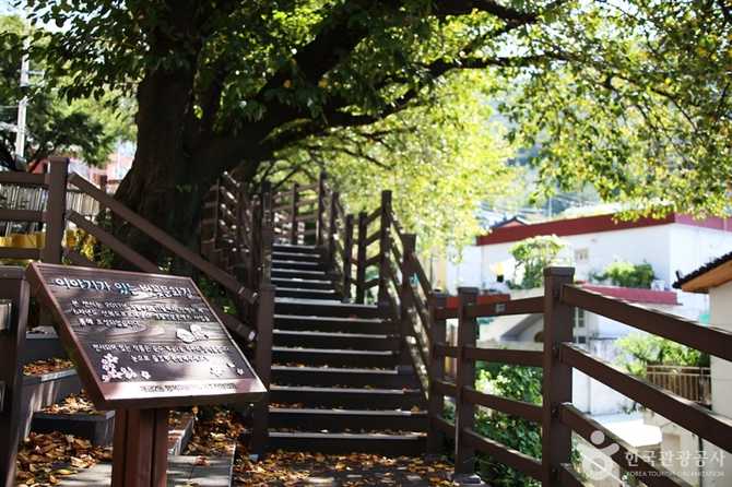Discover Busan Gaegeum Cherry Blossom - image 1