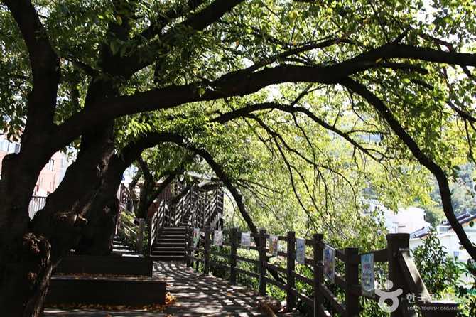 Discover Busan Gaegeum Cherry Blossom - image 9