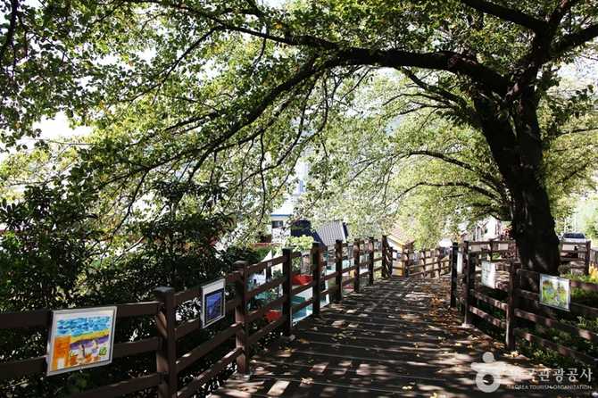 Discover Busan Gaegeum Cherry Blossom - image 8