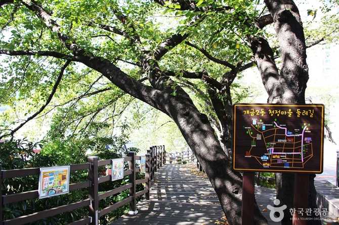 Discover Busan Gaegeum Cherry Blossom - image 7