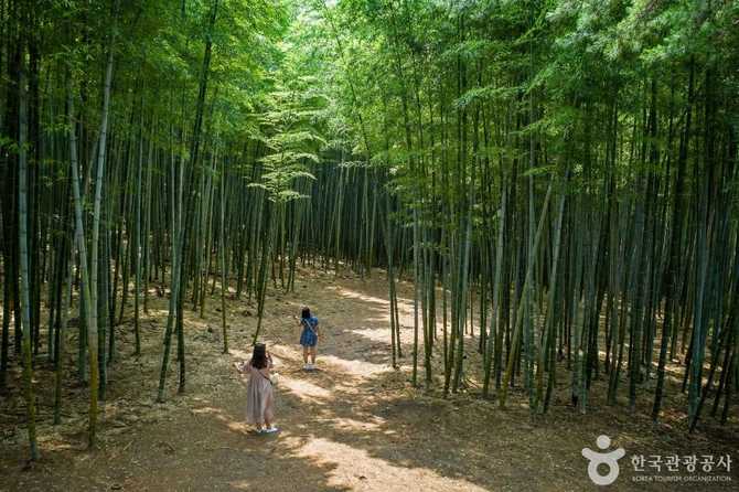 부산 기장 아홉산숲 자연생태 체험과 방문 정보 2