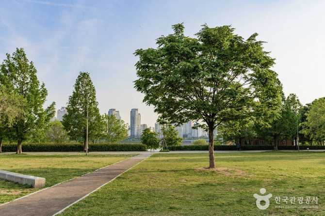 Discover Ttukseom Hangang Park Wall - image 3