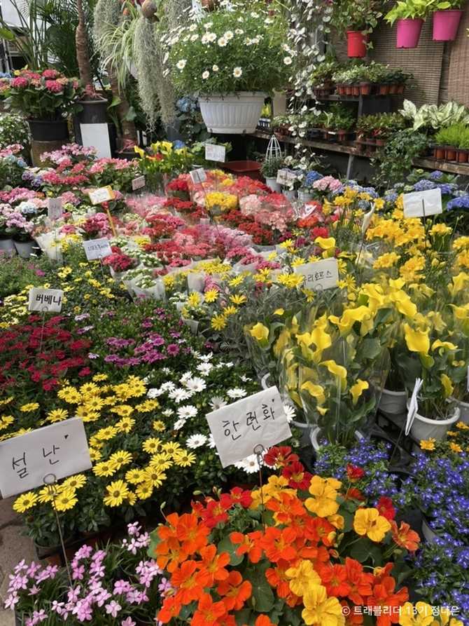 Yangjae Flower Market Guide - image 3