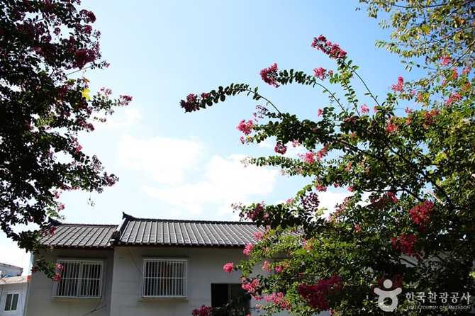 Discover Busan Gaegeum Cherry Blossom - image 10