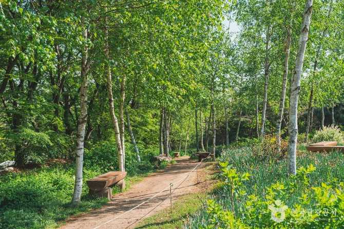 Discover Damo Mountain Forest Wildflower - image 4