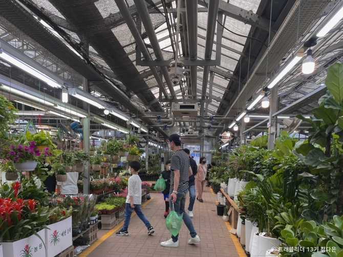 Yangjae Flower Market Guide - image 4