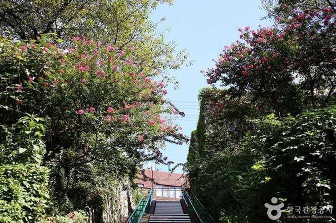 Discover Busan Gaegeum Cherry Blossom - image 17