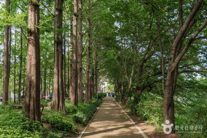 Discover Yangjaecheon Neighborhood Park - image 5