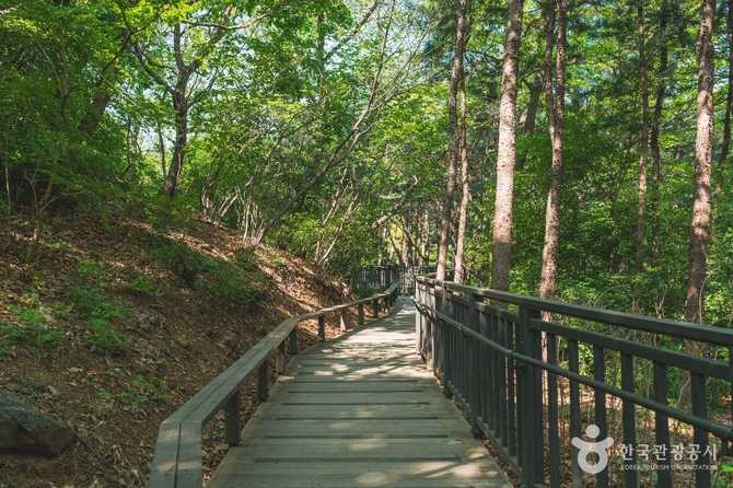 Discover Damo Mountain Forest Wildflower - image 5