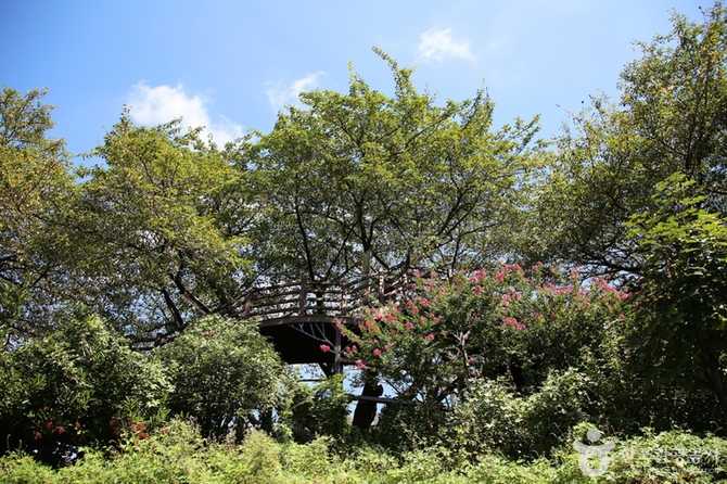 Discover Busan Gaegeum Cherry Blossom - image 16
