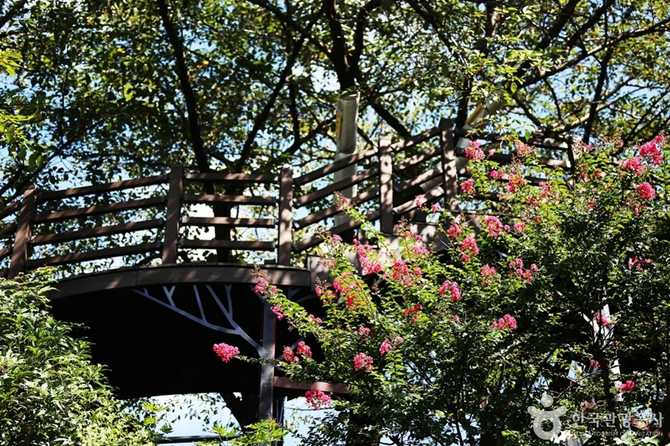 Discover Busan Gaegeum Cherry Blossom - image 15