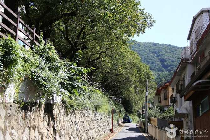 Discover Busan Gaegeum Cherry Blossom - image 19