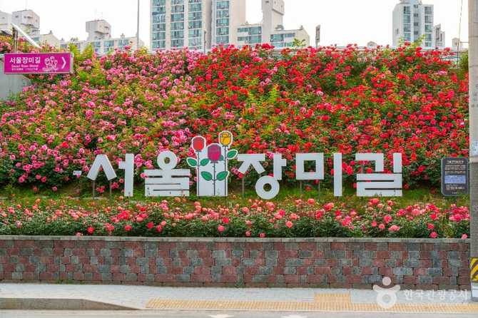 중랑장미공원: 도심 속 꽃의 향연과 봄 축제 명소 2