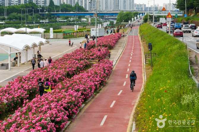 중랑장미공원: 도심 속 꽃의 향연과 봄 축제 명소 3