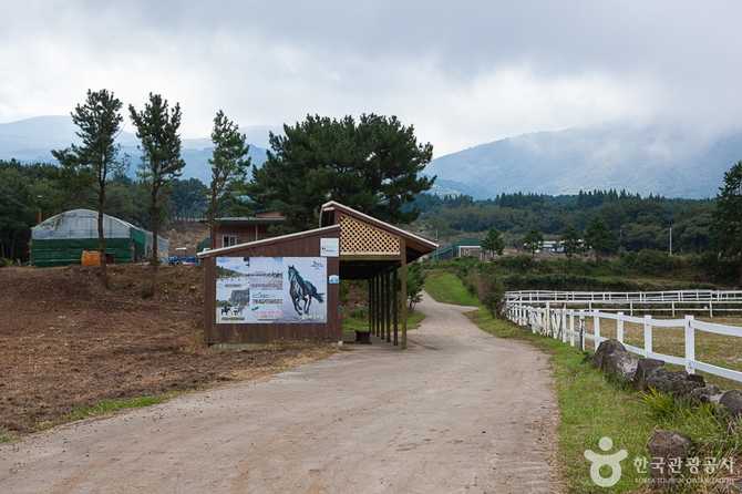 Jeju Horse Riding Experience - image 4