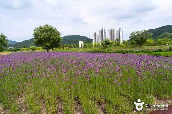황룡강 생태공원: 자연과 꽃이 어우러진 친환경 명소 소개