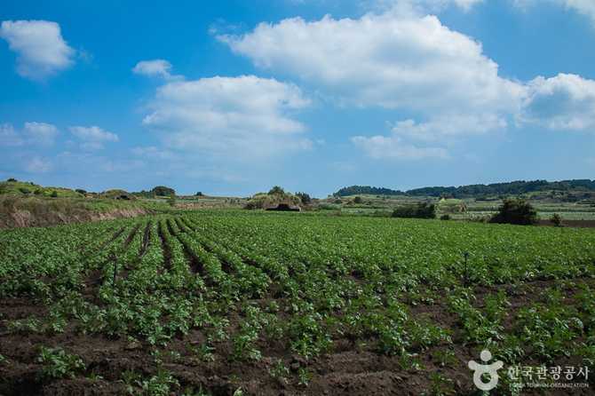 제주 알뜨르비행장과 일본군 격납고의 역사와 현재