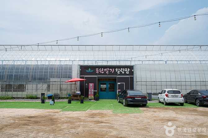 포천 딸기힐링팜 체험과 방문 정보, 예약 방법 안내