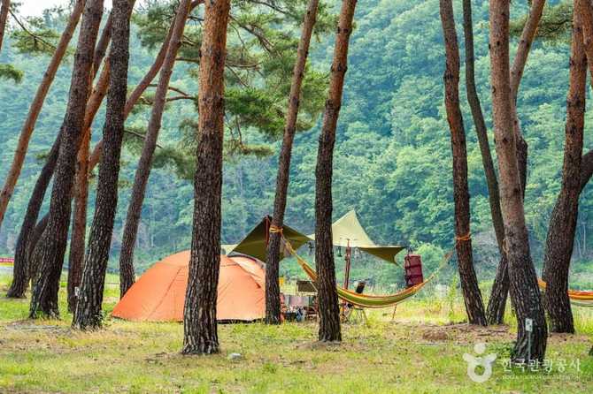 영덕 오천솔밭유원지: 자연과 캠핑을 동시에 즐기기 좋은 명소