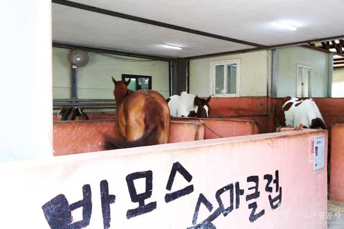 부산 기장 승마체험, 바모스승마클럽에서 자연과 함께하는 힐링 여행 2