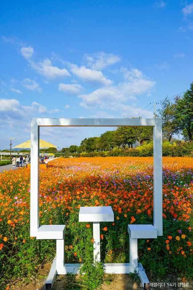 황룡강 생태공원: 자연과 꽃이 어우러진 친환경 명소 소개 3