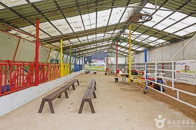 Jinju Ranch Dairy Farm Experience - image 3