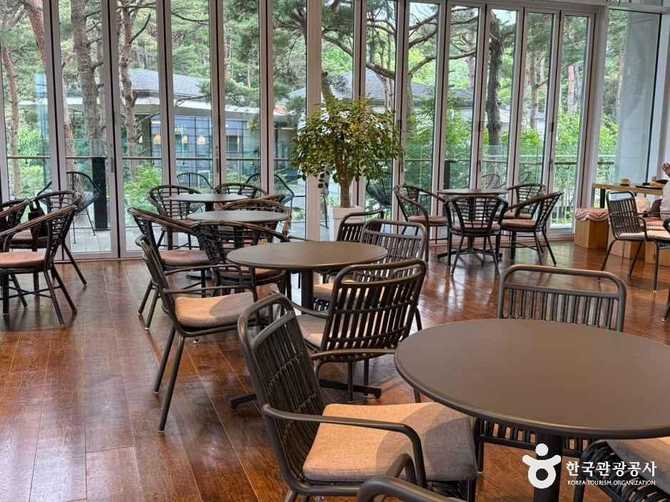 양양 카페 로그: 숲 전망과 다양한 도서가 있는 북 카페 추천 3