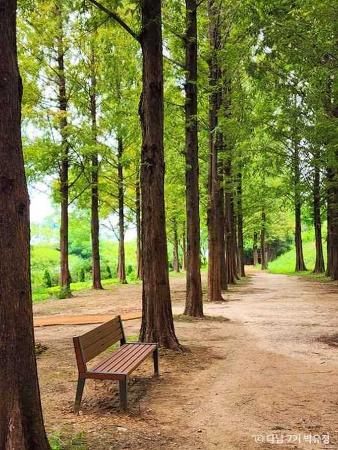 Discover Haneul Park Metasequoia Forest - image 4