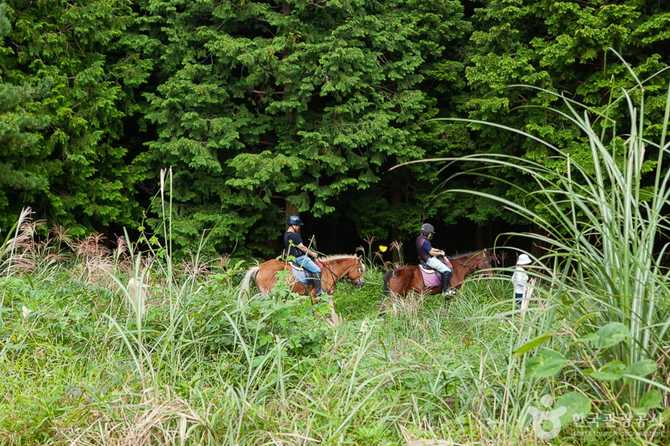 Jeju Horse Riding Experience - image 1