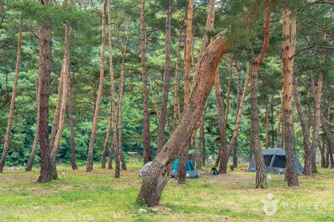 영덕 오천솔밭유원지: 자연과 캠핑을 동시에 즐기기 좋은 명소 4