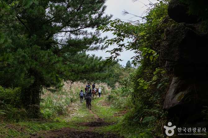 Jeju Horse Riding Experience - image 6