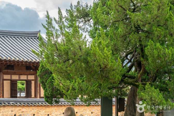 Discover the Ancient Sachonri Pine - image 3
