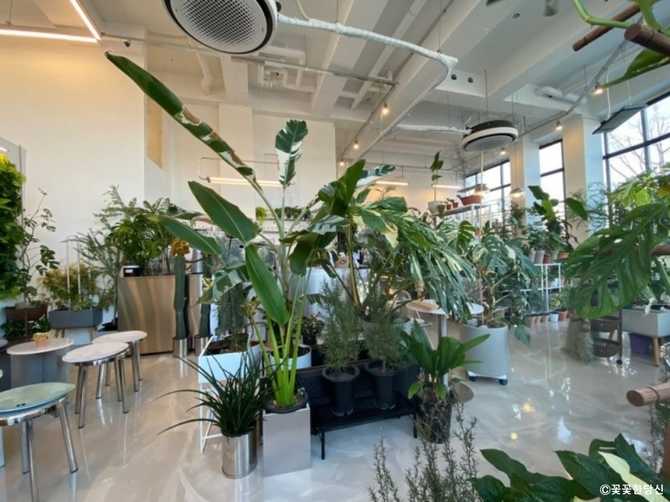Visit the Unique Rare Plant - image 5