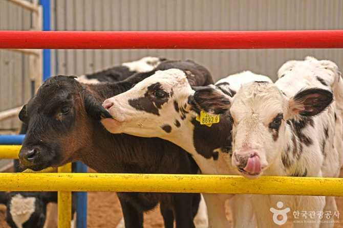 Jinju Ranch Dairy Farm Experience - image 6