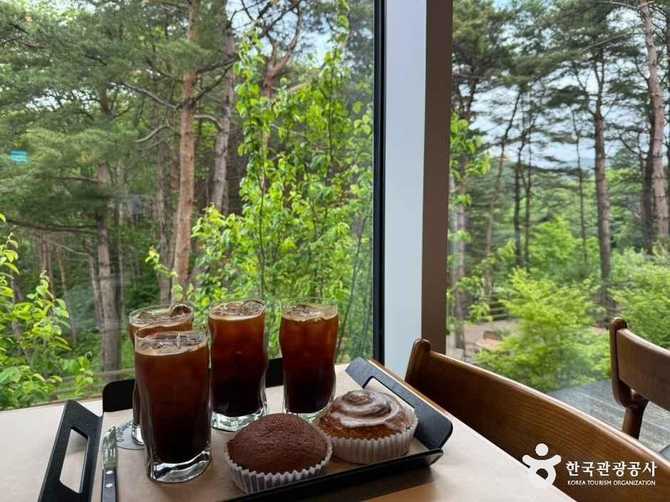 양양 카페 로그: 숲 전망과 다양한 도서가 있는 북 카페 추천 6