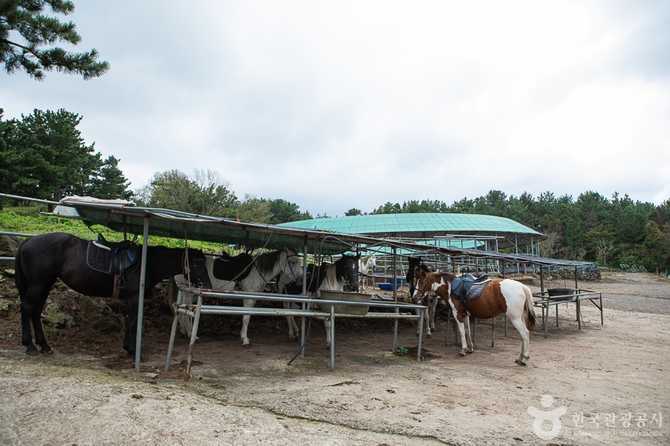 제주 뱅듸승마클럽에서 즐기는 자연 속 승마 체험 가이드 7