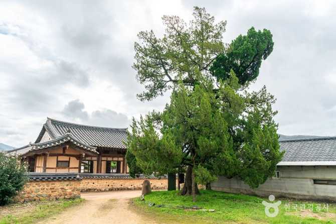 Discover the Ancient Sachonri Pine - image 7