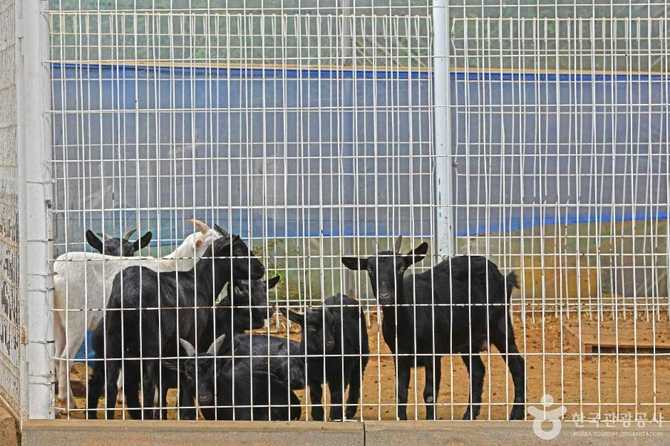 Jinju Ranch Dairy Farm Experience - image 7