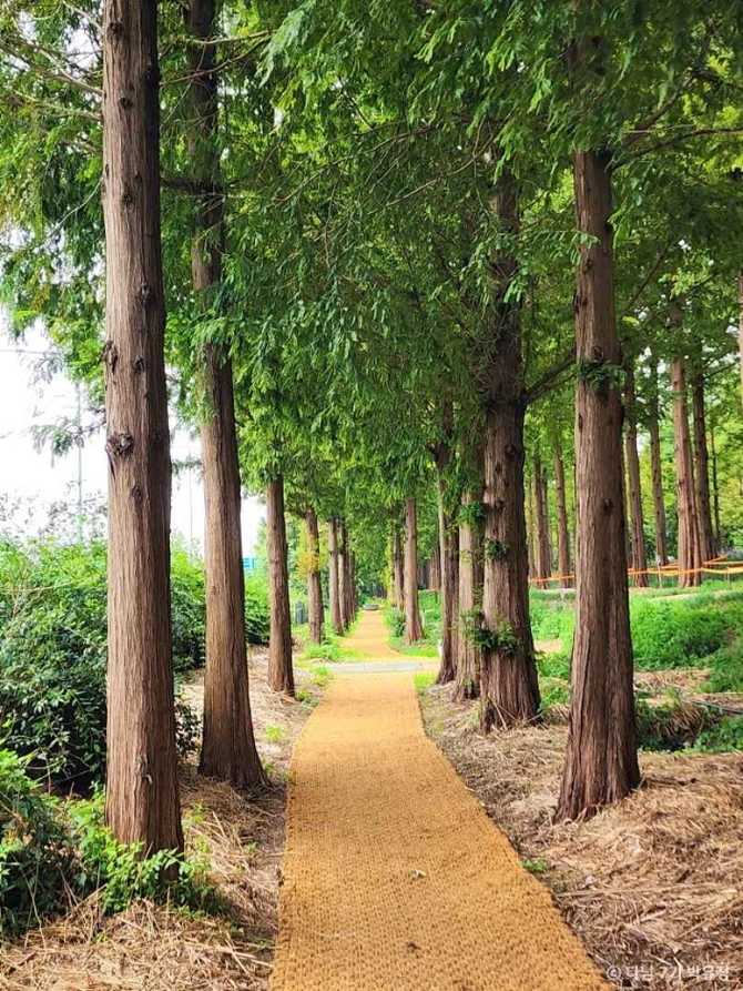 Discover Haneul Park Metasequoia Forest - image 6