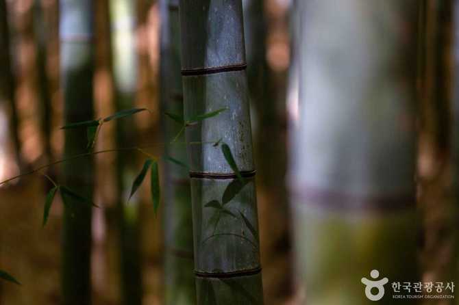 부산 기장 아홉산숲 자연생태 체험과 방문 정보 7