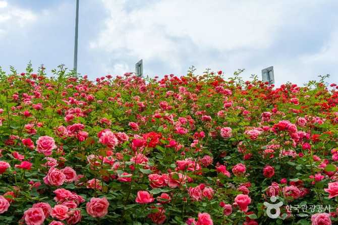 중랑장미공원 가볼 만한 봄꽃 명소, 장미축제와 함께하는 도심 속 힐링 공간 7
