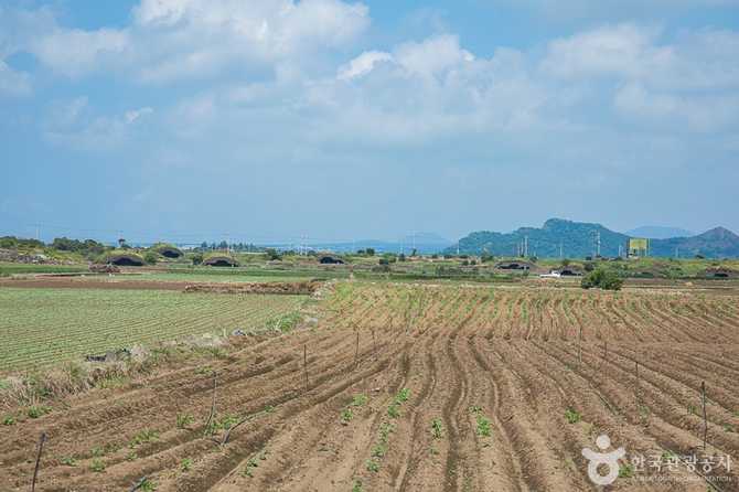 제주 알뜨르비행장과 일본군 격납고의 역사와 현재 13