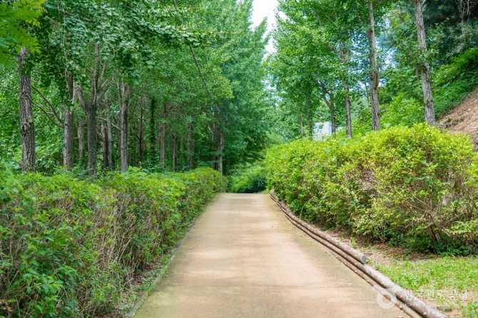 Discover Green Forest Healing at - image 7