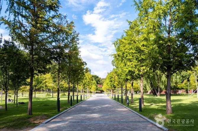 Discover Daegu's Iconic Urban Forest - image 3