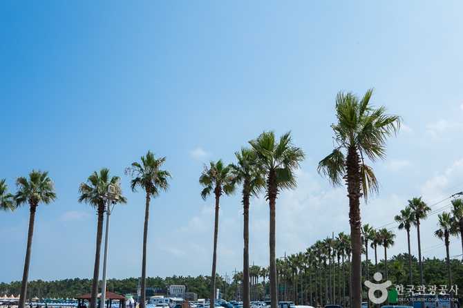 Jeju Geumnung Stone Wall Beach - image 6