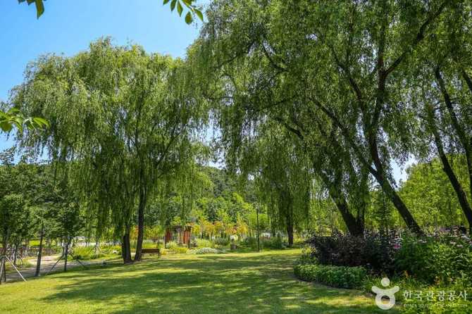 Discover Daegu's Iconic Urban Forest - image 2