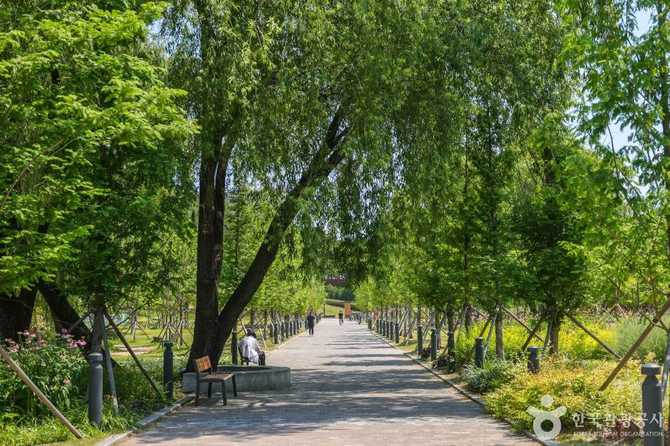 Discover Daegu's Iconic Urban Forest - image 5